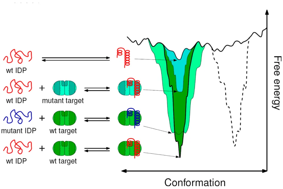 Thermodynamics of olding upon binding