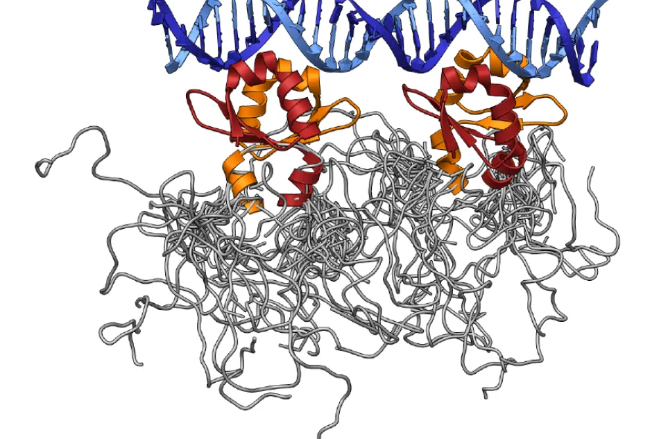 Phd-DNA interaction