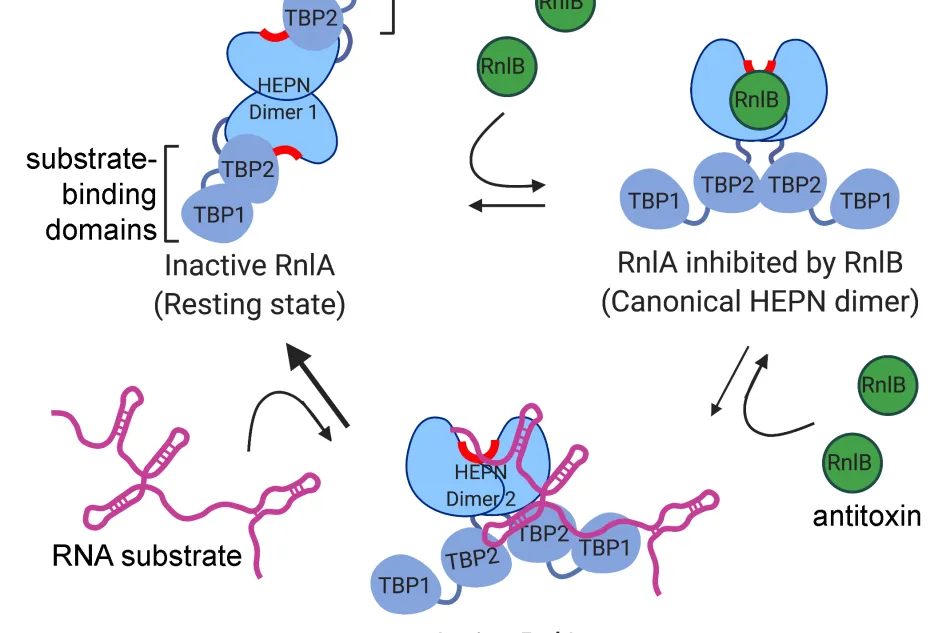 RnlA regulation