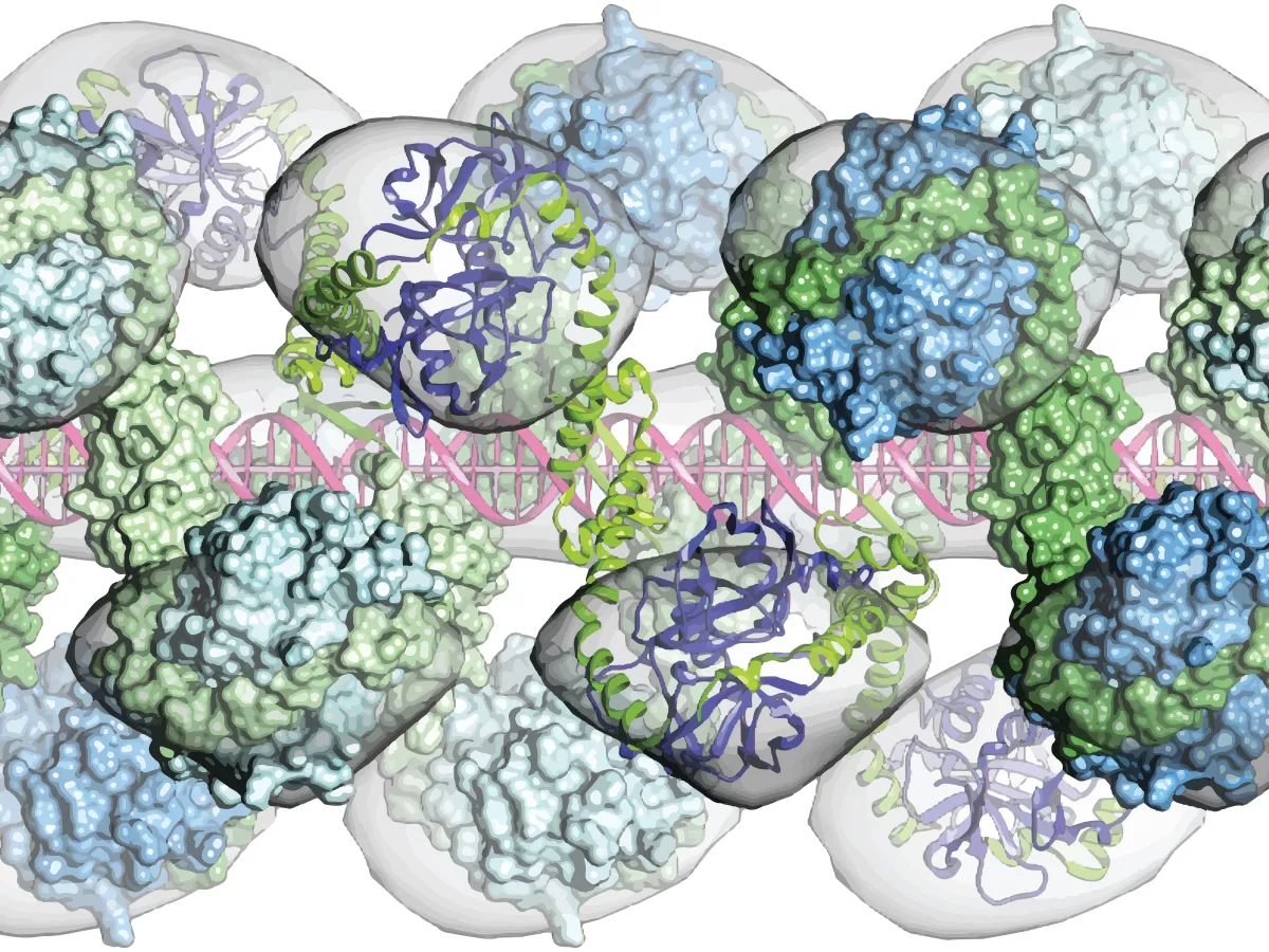 CcdAB DNA complex